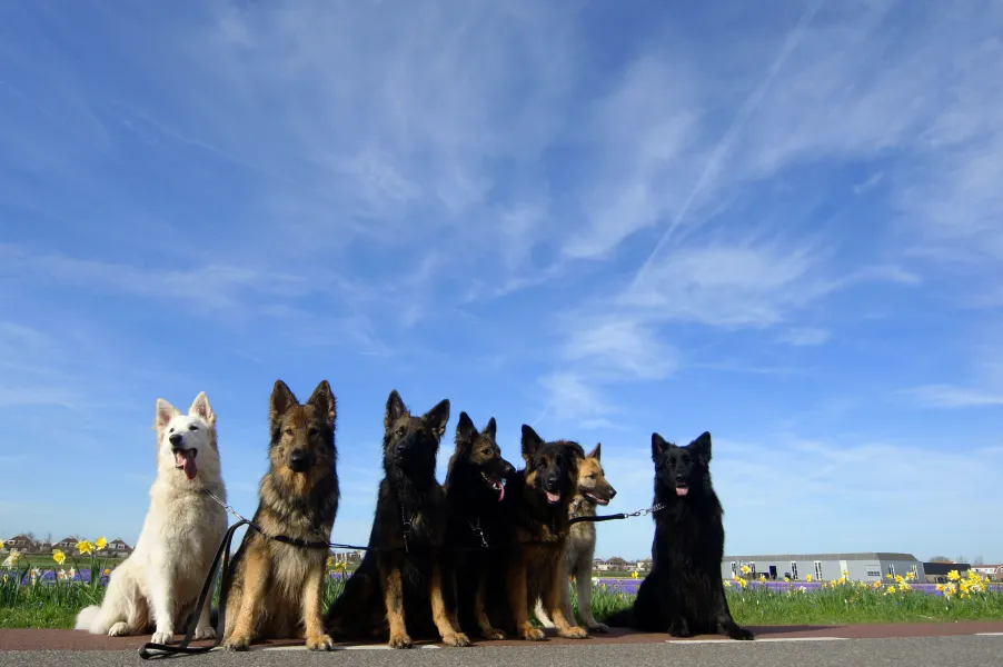 Seven Shepherds in a row!