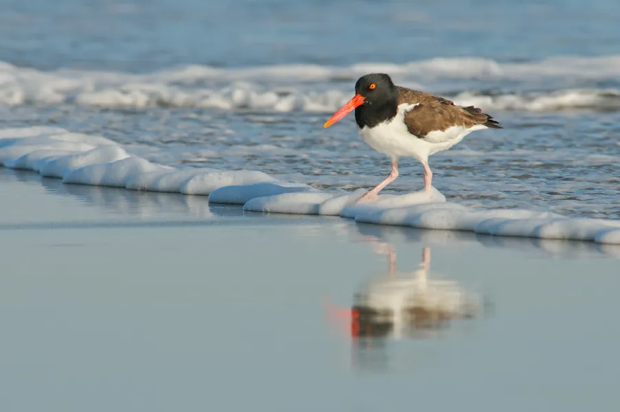 Oystercatcher in the surf