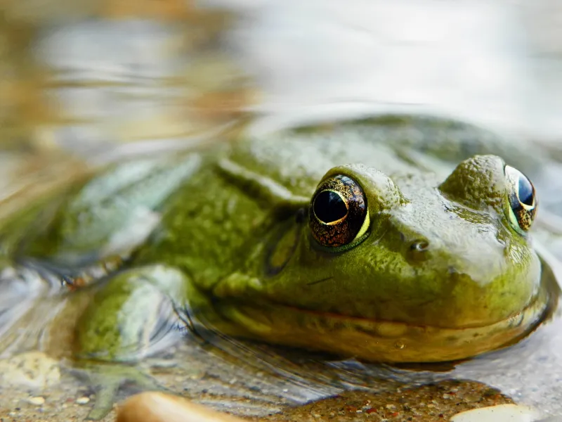 Frog in Water