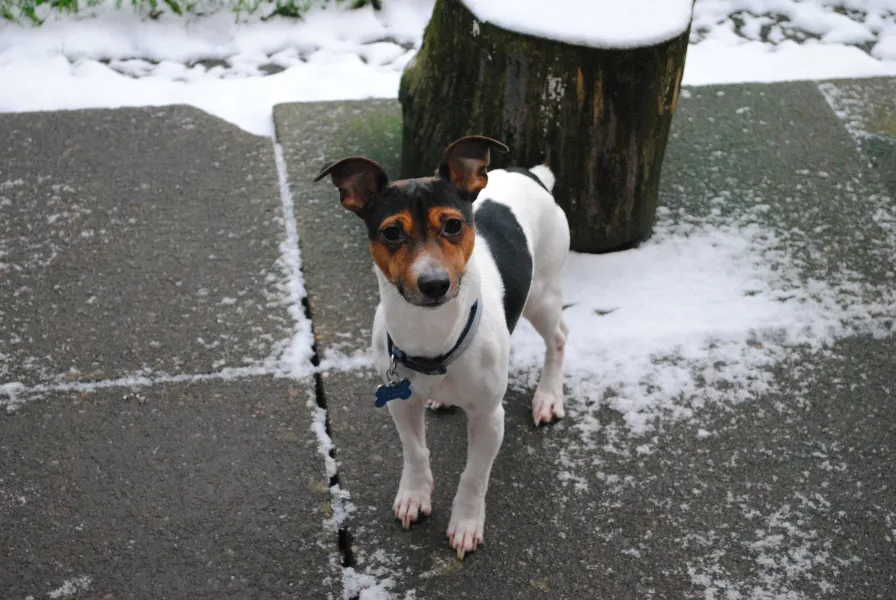 Ozzy The Jack Russel