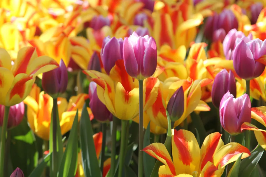 Dutch tulips