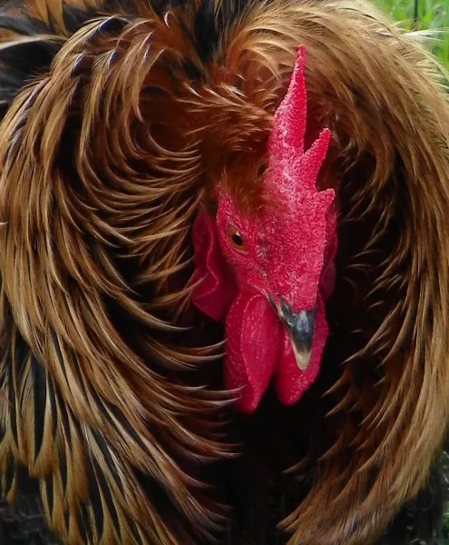 Harry My Pet Rooster