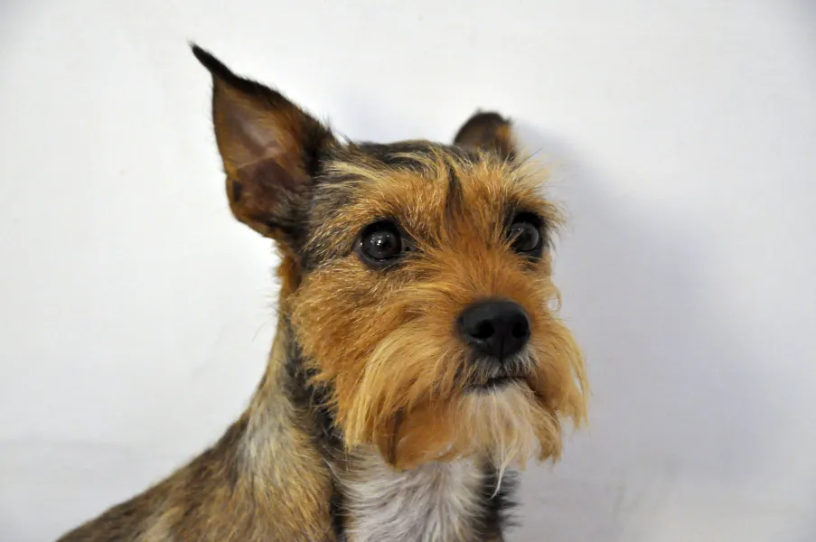 Friday, our cachorrinha