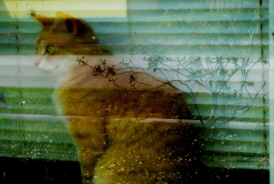 Wildflower reflection Cat