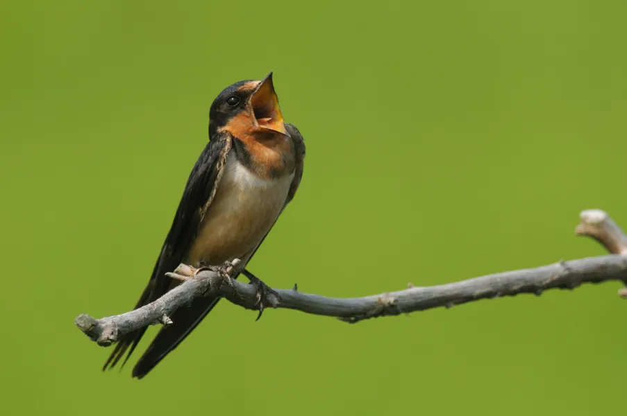Barn Swallow