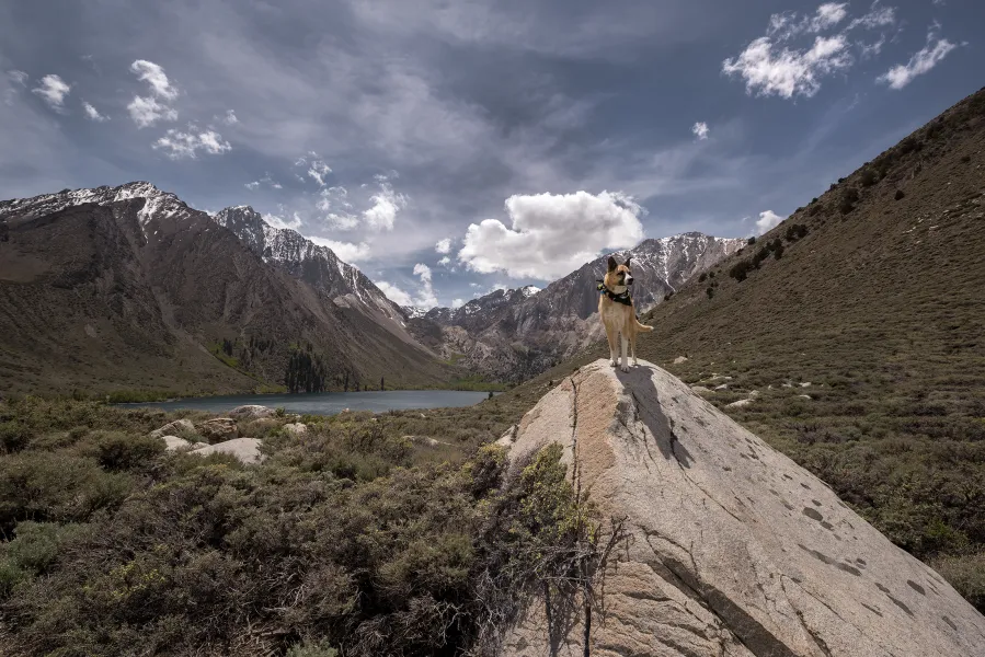 The General Conquers