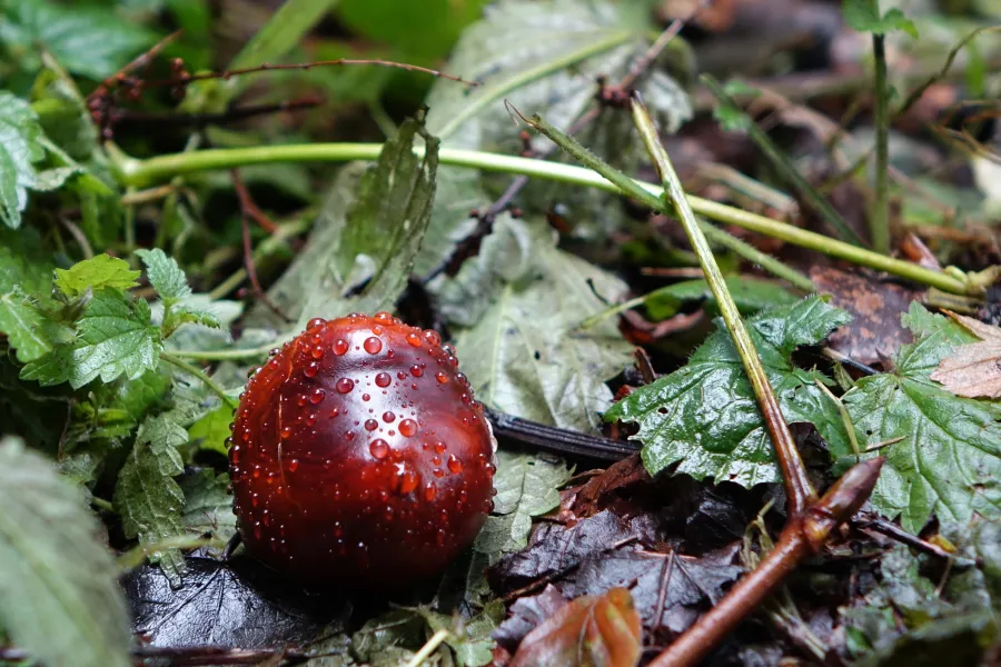Chestnut with Raindrops