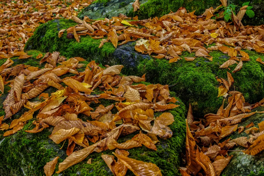 Leaves on Moss