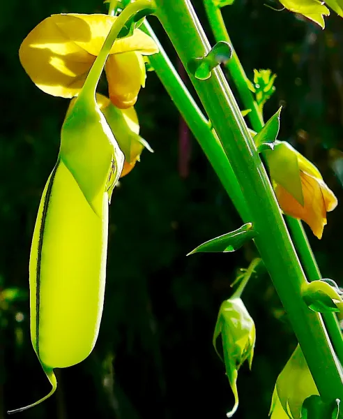 Seedpod in Sunlight