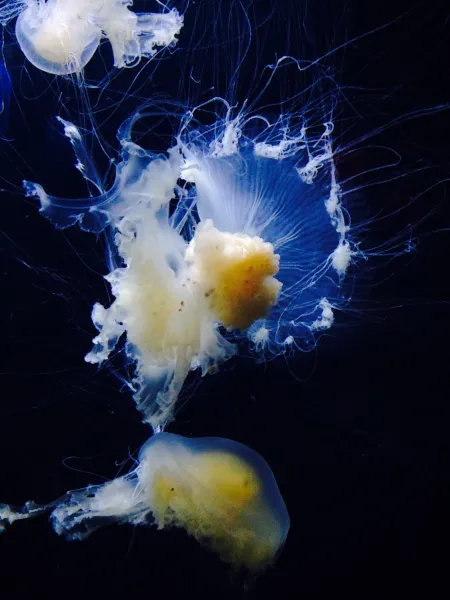 Jellyfish