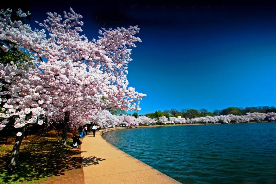 Cherry blossom trees
