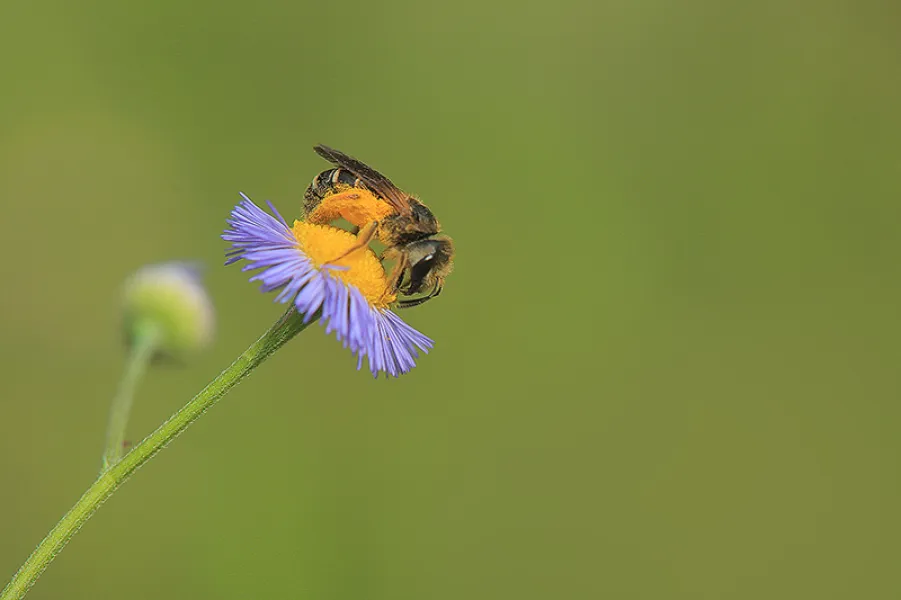 Pollen Basket