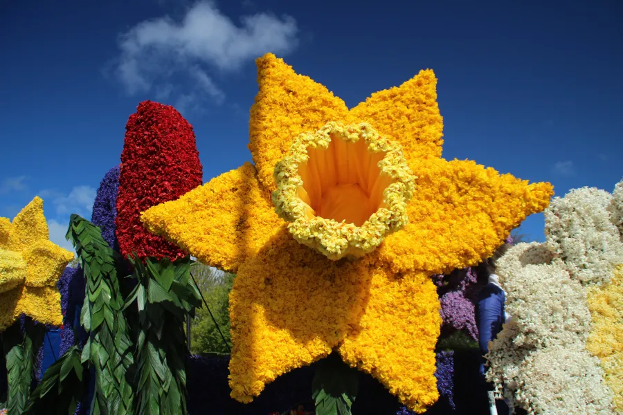 Dutch Flowerparade