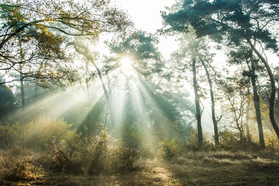 Good Morning Sunschine