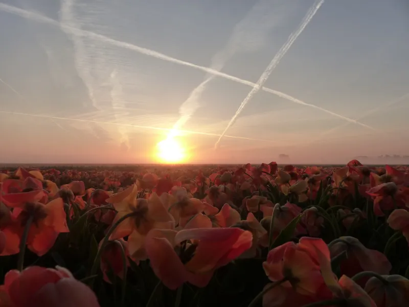 sunset over a frozen field of flowerbulbs