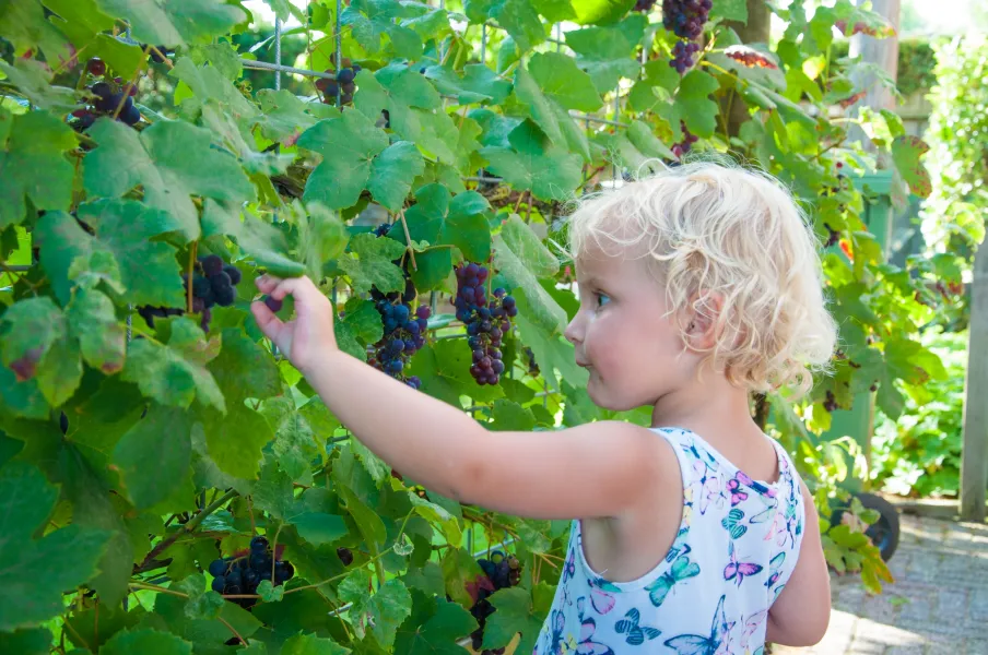 The grapes are delicious