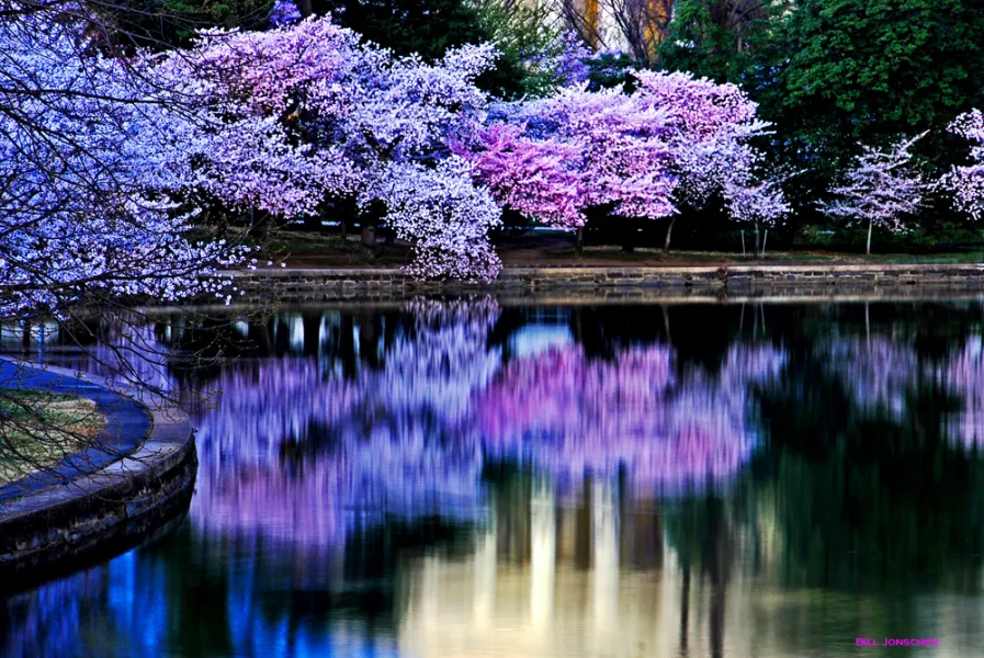 Cherry blossom reflections