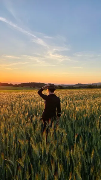 Champs de blé