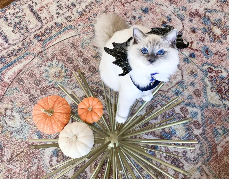 I’m Batty For You!