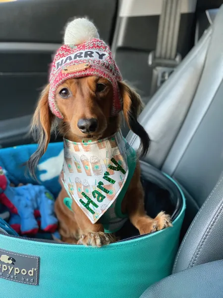 Where's my Puppachino?