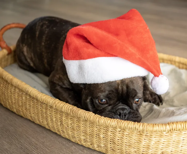 Stay calm, it's almost Christmas