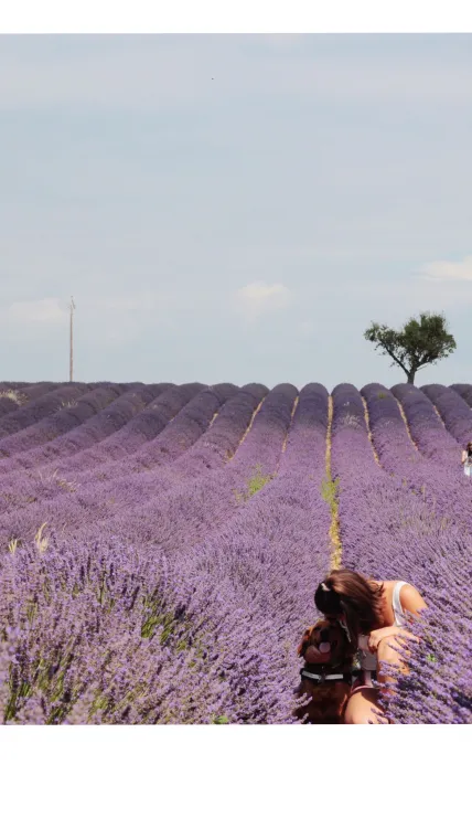 Revenir dans les champs de lavande 