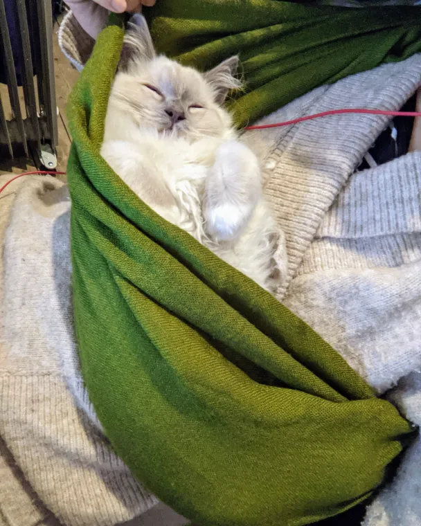 Anyone else swaddles their kitten to sleep? No? Just me? Ok ?