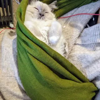 Anyone else swaddles their kitten to sleep? No? Just me? Ok ?