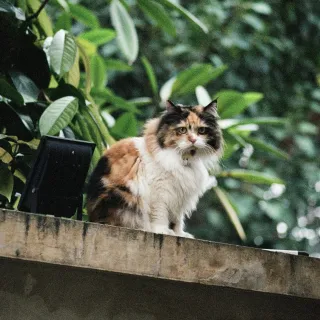 This is not a Norwegian Forest Cat and that forest is not in Norway. 