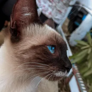 Blue eyes