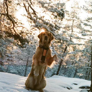 Goldie in the snow