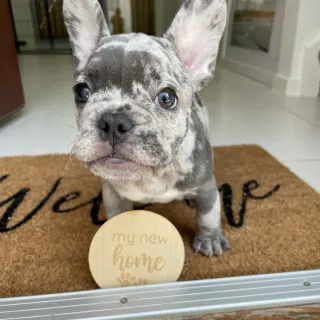 Yes I am that dog Mom that buys puppy milestone cards